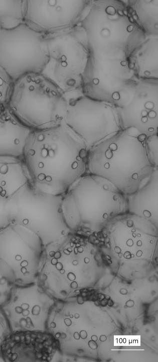 maintain cell structure